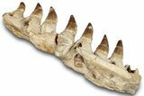Mosasaur (Prognathodon) Jaw with Seven Teeth - Morocco #259676-3